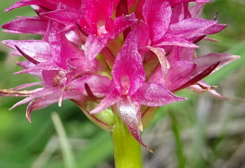 Nigritella miniata var. miniata